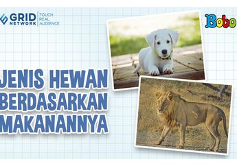 3 Kelompok Jenis Hewan Berdasarkan Makanan, Pengertian dan Contohnya