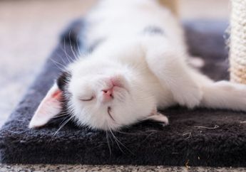 Kucing Terlihat Kedutan atau Kejang saat Tidur? Ini 5 Hal yang Bisa Jadi Penyebabnya, Salah Satunya Bermimpi