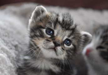 Bolehkah Memandikan Kucing yang Baru Lahir? Ini yang Harus Dilakukan saat Merawat Bayi Kucing