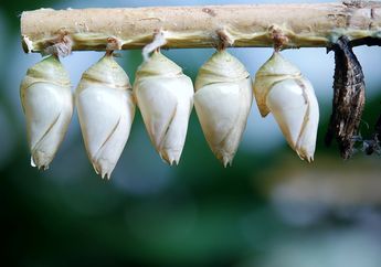 Ketika Metamorfosis, Proses Apa yang Terjadi pada Ulat saat Menjadi Kepompong?