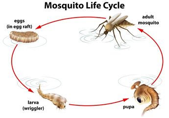 Fase Metamorfosis Nyamuk, Contoh Hewan yang Mengalami Metamorfosis Sempurna