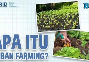 Pernah Dengar Istilah Urban Farming? Ketahui Apa yang Dimaksud dengan Urban Farming