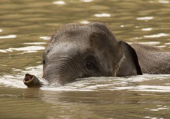 3 Jenis Pembagian Fauna di Indonesia Beserta Wilayahnya: Asiatis, Peralihan, dan Australis