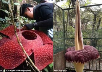 Banyak yang Salah, Rafflesia Arnoldii Bukan Nama Latin Bunga Bangkai, Apa Bedanya dengan Bunga Bangkai?