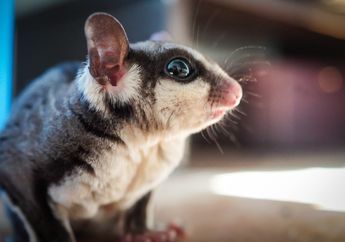 Ciri-Ciri Fauna Australis di Indonesia Bagian Timur dan Contohnya, Ada Hewan Apa Saja?
