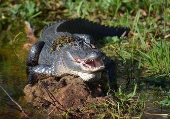 Bukan Hanya Cicak, Aligator Ternyata Juga Bisa Menumbuhkan Ekornya Kembali