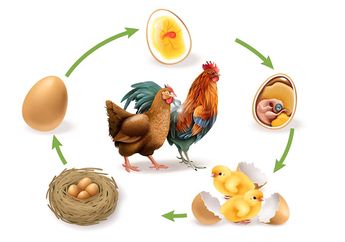 Inilah Tahapan Pertumbuhan dan Perkembangbiakan Ayam