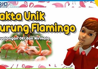 Dongeng Anak, Petualangan Oki dan Nirmala: Fakta Unik Burung Flamingo