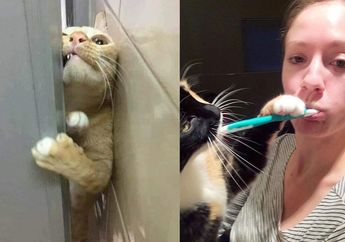 Gemasnya Kelakuan Kucing yang Ikut ke Kamar Mandi, Ada yang Memaksa Masuk sampai Ingin Ikut Sikat Gigi!