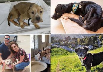 BERITA POPULER: Potret Haru Anjing Terlantar yang Diselamatkan Hingga Resep Teh Rempah untuk Musim Hujan