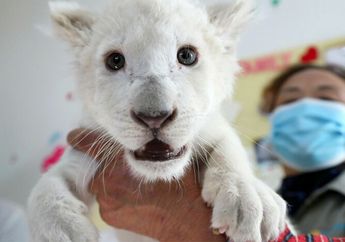 Hanya Ada 100 Ekor di Dunia, Inilah Potret Menggemaskan 4 Bayi Singa Putih yang Langka