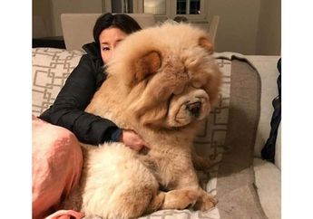 BERITA POPULER: Potret Menggemaskan Anjing-Anjing Besar Hingga Cara Membuat Telur Dadar Gulung Khas Korea
