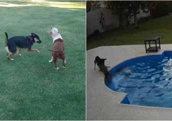 Seperti Pahlawan, Anjing Ini Menyelamatkan Anjing Tua yang Terjatuh ke Kolam dan Terekam di CCTV Rumah Pemiliknya