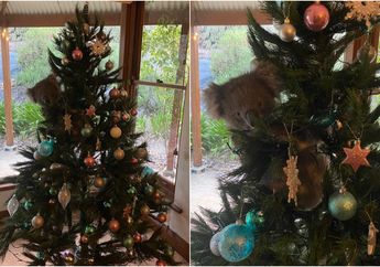 Gemas! Seekor Koala Liar Tiba-Tiba Muncul di Atas Pohon Natal di Rumah Penduduk Australia Ini
