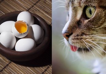 Banyak yang Berikan Kucing Telur Mentah sebagai Selingan, Bolehkah Kucing Makan Telur Mentah?