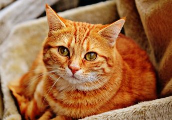 Jangan Salah! Kucing Gemuk Tak Selalu Artinya Sehat, Ini 5 Bahaya yang Bisa Mengintai Kucing Gemuk