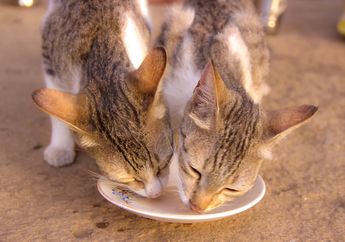 Hindari Memberikan 5 Makanan dan Minuman Ini pada Kucing, Salah Satunya Susu Sapi
