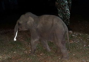 Berhasil Diselamatkan Setelah Kecelakaan, Seekor Anak Gajah Kembali Berkumpul dengan Induknya! Kisah Penyelamatannya Bikin Terharu