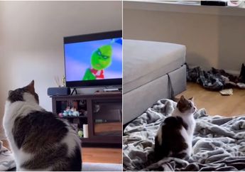 Bikin Gemas, Kucing yang Diadopsi dari Penampungan Hewan Ini Hobinya Nonton Film! Lihat Aksinya