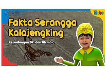 Dongeng Anak, Petualangan Oki dan Nirmala: Fakta Serangga Kalajengking