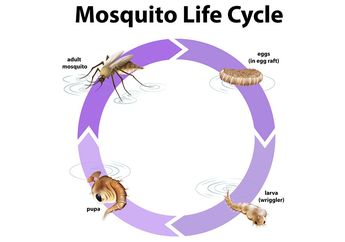 Contoh Metamorfosis Sempurna pada Nyamuk: Fase Telur, Larva, Pupa, Hingga Dewasa