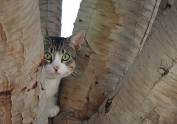 Kucing Dianggap Bisa Memprediksi Gempa Bumi, Benarkah Begitu?