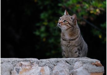BERITA POPULER: Fakta tentang Kucing yang Dianggap Bisa Memprediksi Gempa Hingga Asal Kata 'Uang' dan 'Duit'