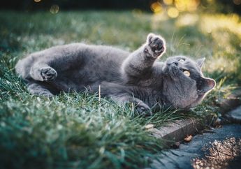 Bukan Hanya sedang Bermain, Kucing yang Mengejar Ekornya Bisa jadi Tanda Kondisi Kesehatan, Apa Saja?