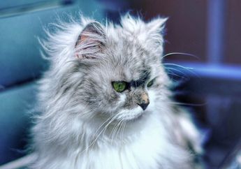 Banyak yang Bilang Kalau Bulu Kucing Bisa Rontok Jika Makan Ikan, Benarkah Begitu?