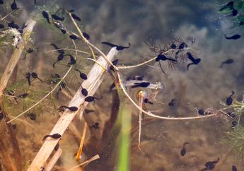 Mengenal Siklus Hidup Katak, Contoh Metamorfosis Sempurna