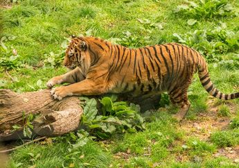 BERITA POPULER: Penyebab Kucing Menggerakkan Bokong Sebelum Menyerang Hingga Mengenal Siklus Hidup Katak