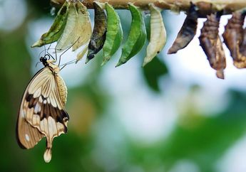 Perbedaan Siklus Hidup Hewan yang Mengalami Metamorfosis dan Tidak Mengalami Metamorfosis