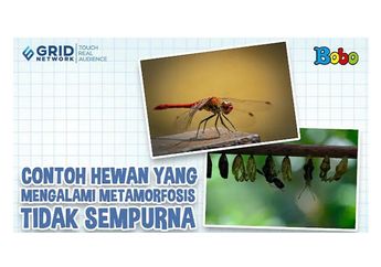 Ketahui Contoh Hewan yang Mengalami Metamorfosis Tidak Sempurna di Video Ini