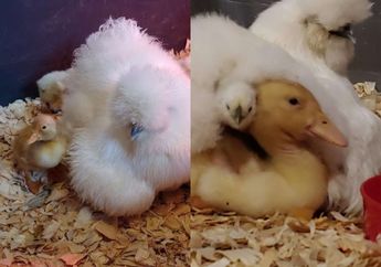 Wah, Telur Bebek yang Dierami Induk Ayam Silkie Ini Berhasil Menetas! Si Anak Bebek Menganggap Ayam Itu Induknya