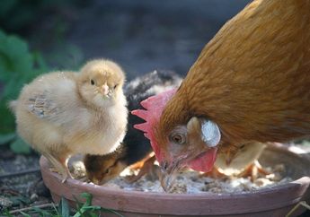 Cari Jawaban Materi Kelas 3 Tema 2 Subtema 4: Membuat Pertanyaan tentang Petunjuk Merawat Anak Ayam