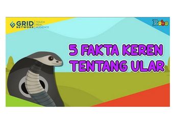 Ada Lebih dari 3.000 Spesies Ular di Dunia, Ini Dia Fakta Unik tentang Ular