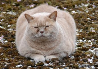 Kucing Gemuk sampai Obesitas Bisa Berbahaya! Ini Tips Mengatasi Kegemukan pada Kucing