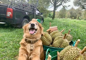 Yuk, Kenalan dengan Jubjib, Anjing dari Thailand yang Dijuluki Petani Durian!