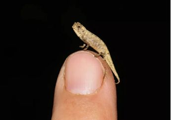 Panjang Tubuhnya Tidak Sampai 2 Sentimeter, Bunglon Madagaskar Jadi Reptil Terkecil di Dunia
