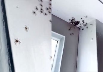 Rumah Penduduk di Australia Ini Dimasuki Ratusan Anak Laba-Laba, Apa Penyebabnya, ya?