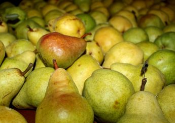 Bahaya Terlalu Banyak Konsumsi Buah Pir, Mulai dari Ruam sampai Kejang