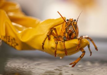 Nelayan Temukan Lobster Kuning Langka di Teluk Maine, Hanya Ada 1 di Antara 30 Juta Lobster