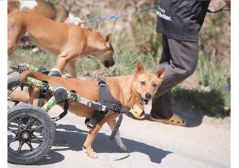 Bukan Hanya Merawat Anjing yang Terlantar, Tempat Penampungan Hewan Ini juga Membantu Anjing Lumpuh agar Bisa Berjalan Lagi