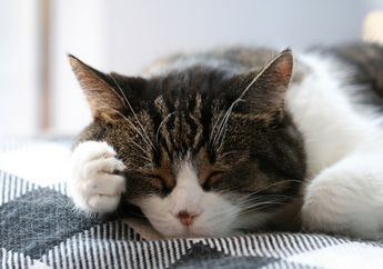 Kucing Terlalu Sering Kentut Bisa Menjadi Tanda Gangguan Kesehatan, Ini Penyebab Kucing Sering Kentut