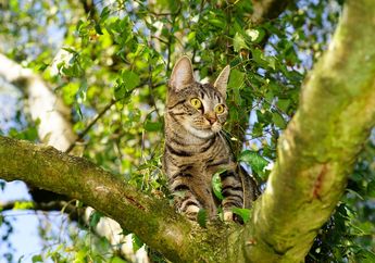 Mengapa Ada Kucing yang Suka Membawa Bangkai Hewan ke Rumah Pemiliknya? Ini Penjelasannya