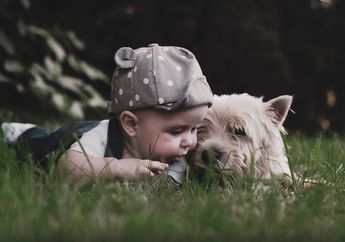 5 Jenis Anjing yang Berukuran Kecil, Cocok Menjadi Teman Bermainmu di Rumah