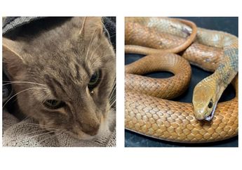 Berani Bertindak Seperti Pahlawan, Kucing Bernama Arthur Ini Selamatkan Pemiliknya dari Gigitan Ular Berbisa