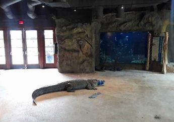 Mulai dari Sapi Hingga Buaya, Hewan-Hewan Ini Tinggal di dalam Ruangan karena Cuaca Dingin yang Ekstrem di Texas