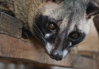Fakta Mengenai Musang Pandan, Hewan Nokturnal Beraroma Daun Pandan yang Unik dan Menggemaskan