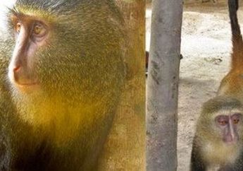Dikenal Sangat Pemalu, Primata Jenis Ini Merupakan Spesies Temuan Baru di Afrika yang Mirip Dengan Kera, Sudah Tahu?